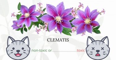 Is Clematis or Leatherflower Toxic To Cats? 