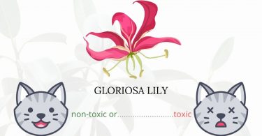 Is Climbing Lily or Gloriosa Lily Toxic To Cats? 