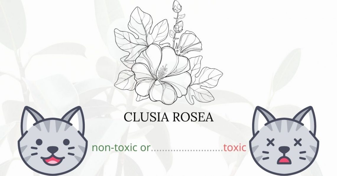 Is Clusia Rosea or Autograph Tree Toxic To Cats? 