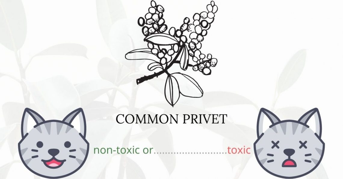 Is Common Privet Toxic To Cats? 