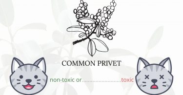 Is Common Privet Toxic To Cats? 