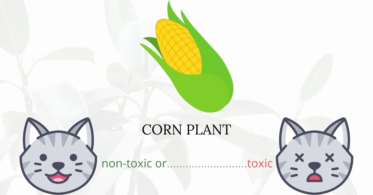 Are Corn Plants or Dracaenas Toxic To Cats?