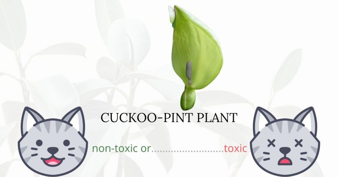 Is Cuckoo-Pint Plant Toxic To Cats? 