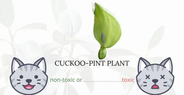 Is Cuckoo-Pint Plant Toxic To Cats? 