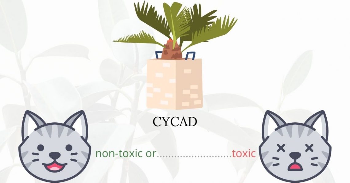 Is Cycad or Sago Palm Toxic To Cats? 