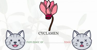 Is Cyclamen or Sowbread Toxic To Cats? 