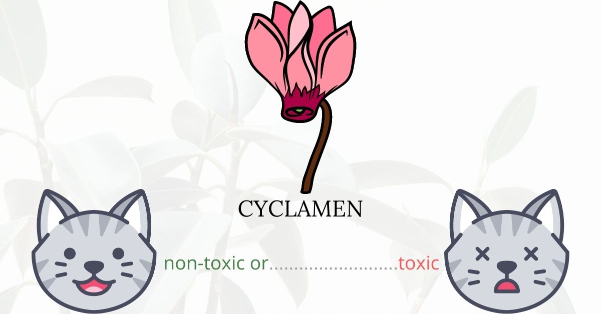 Is Cyclamen or Sowbread Toxic To Cats?