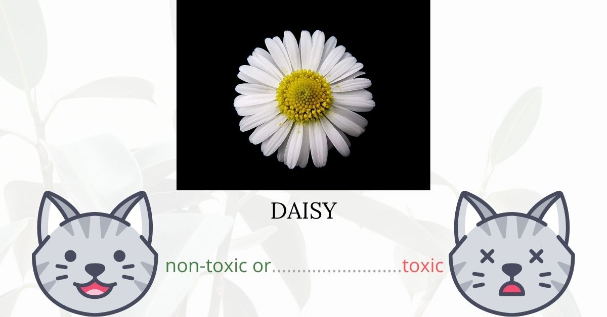 Are Daisies Toxic To Cats?