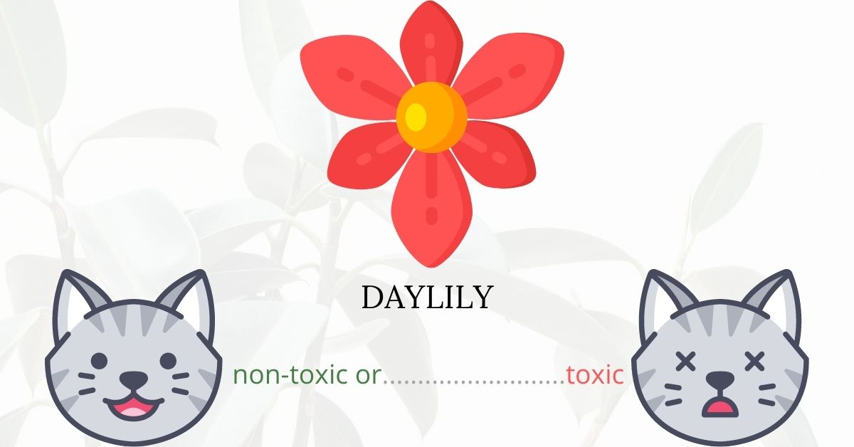 Are Daylilies Toxic To Cats?