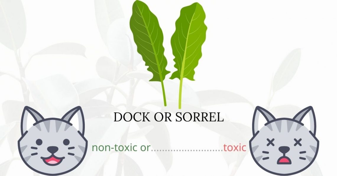 Is Dock or Sorrel Toxic To Cats? 
