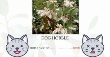 Is Dog Hobble Toxic To Cats?