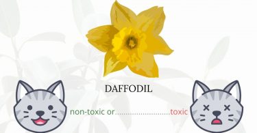 Is Daffodil or Narcissus Toxic To Cats? 