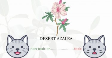 Is Desert Azalea or Desert Rose Toxic To Cats? 
