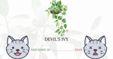 Is Devil’s Ivy or Golden Pothos Toxic To Cats? 