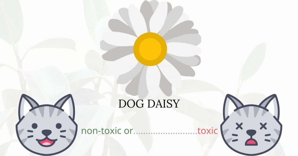 Is Dog Daisy or Achillea Millefolium toxic to cats Toxic To Cats? 