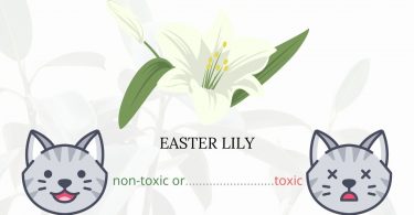 Is Easter Lily Toxic To Cats? 