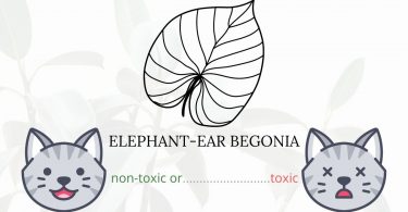 Is Elephant-Ear Begonia or Angel Wing Begonia Toxic To Cats? 
