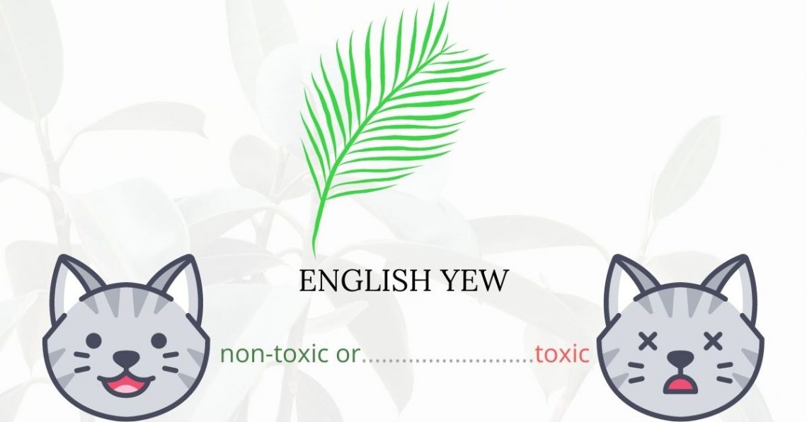 Is English Yew Toxic To Cats? 
