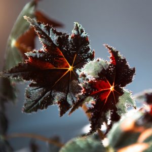 Maple Leaf Begonia
