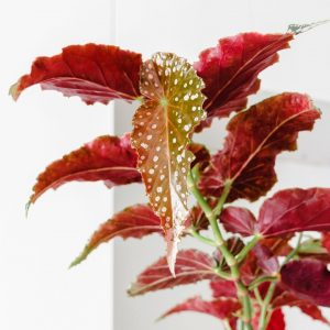 Metallic Leaf Begonia