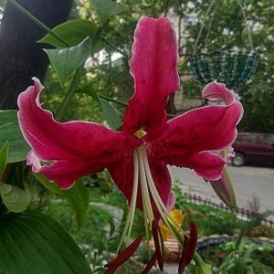 Rubrum Lily 