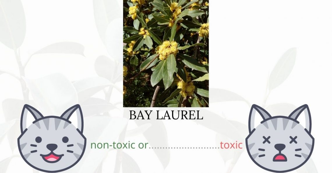 Is Bay Laurel Toxic To Cats?