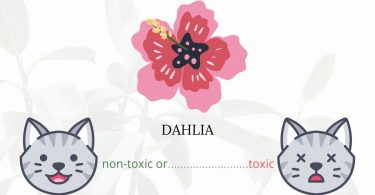 Is Dahlia Toxic To Cats? 