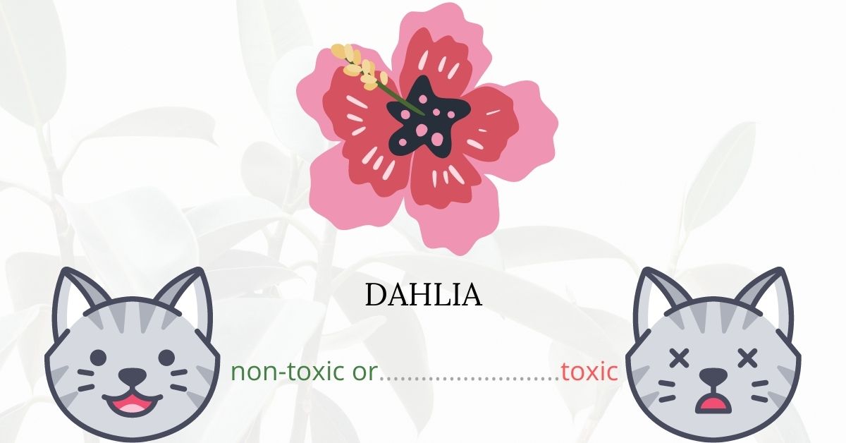 Are Dahlias Toxic To Cats?