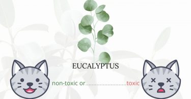 Is Eucalyptus Toxic To Cats? 
