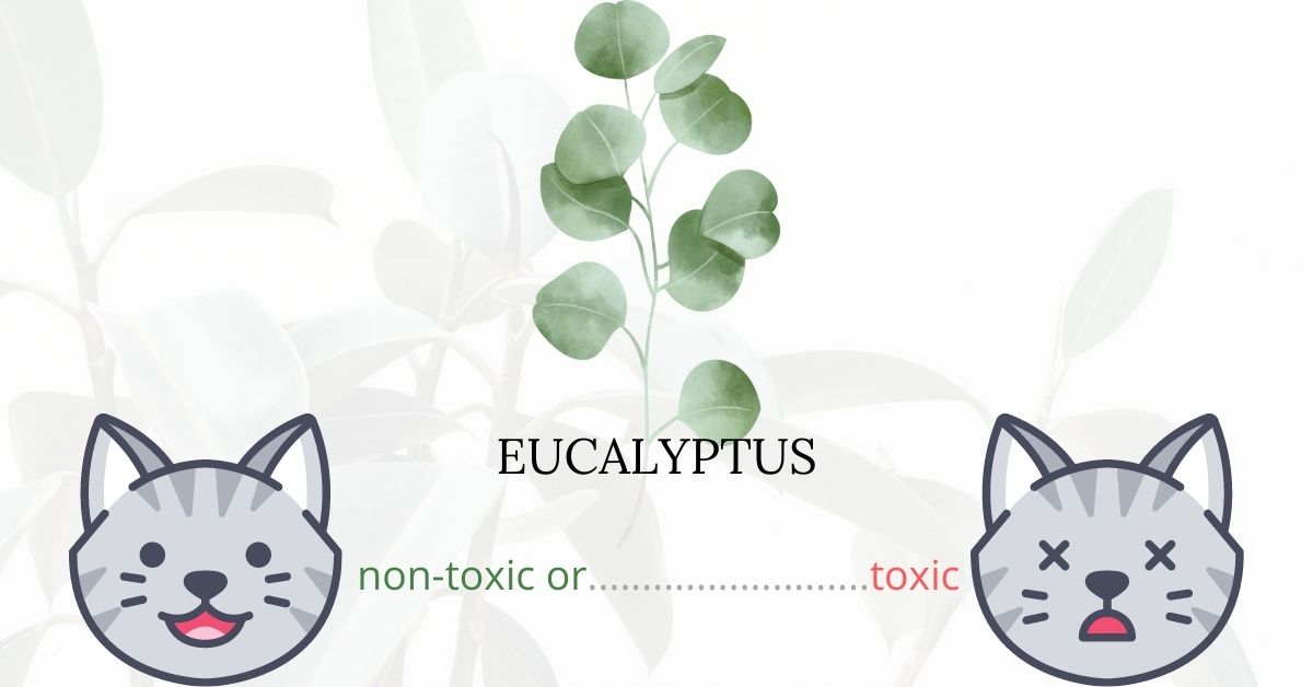 Is Eucalyptus Toxic To Cats? Plants'n'Cats