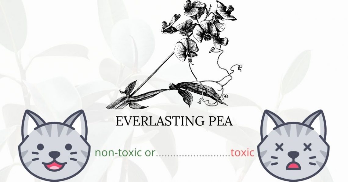 Is Everlasting Pea Toxic To Cats? 