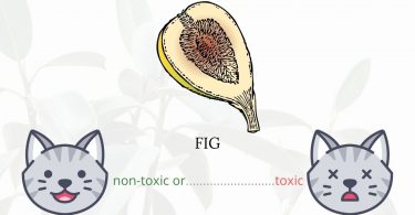 Is Fig Toxic To Cats? 