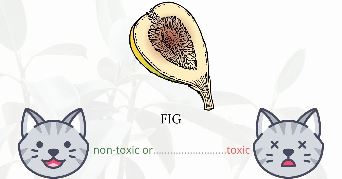 are fig plants poisonous to cats