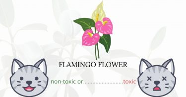 Is Flamingo Flower Toxic To Cats? 