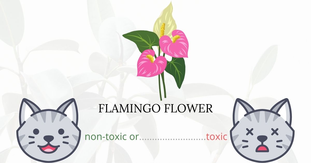 Is Flamingo Flower Toxic To Cats?