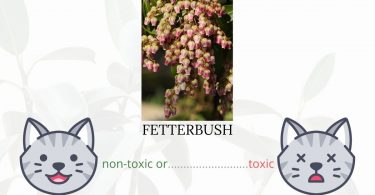 Is Fetterbush or Maleberry Toxic To Cats?
