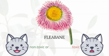 Is Fleabane or Erigon Toxic To Cats? 