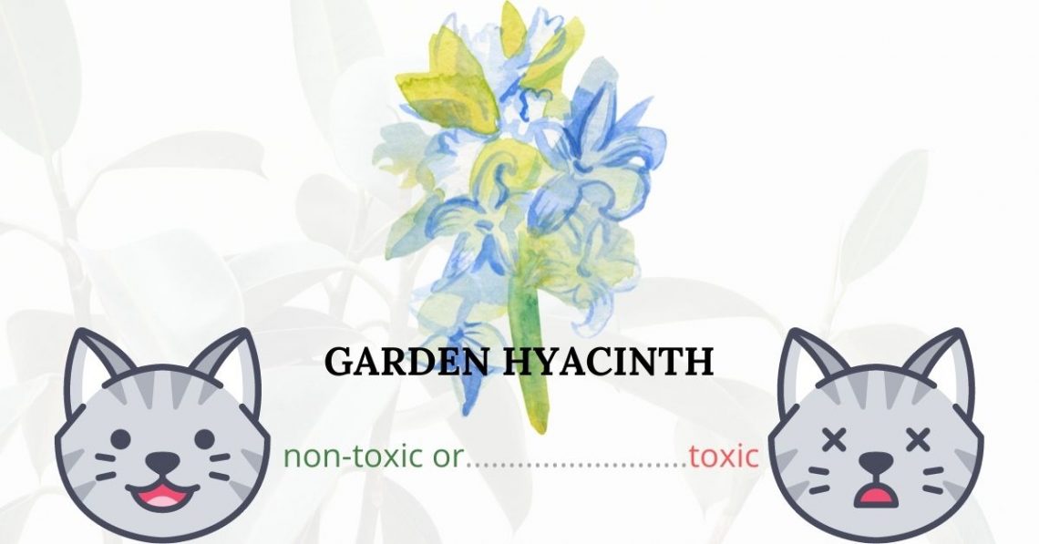 Is Garden Hyacinth Toxic To Cats? 