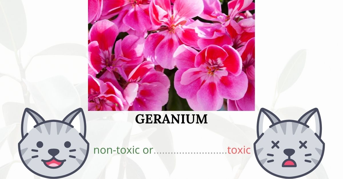 Are Geraniums or Pelargoniums Toxic To Cats?