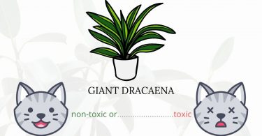 Is Giant Dracaena or Grass Palm Toxic To Cats? 