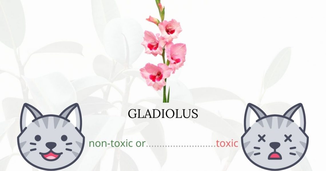 Is Gladiolus or Sword Lily Toxic To Cats? 