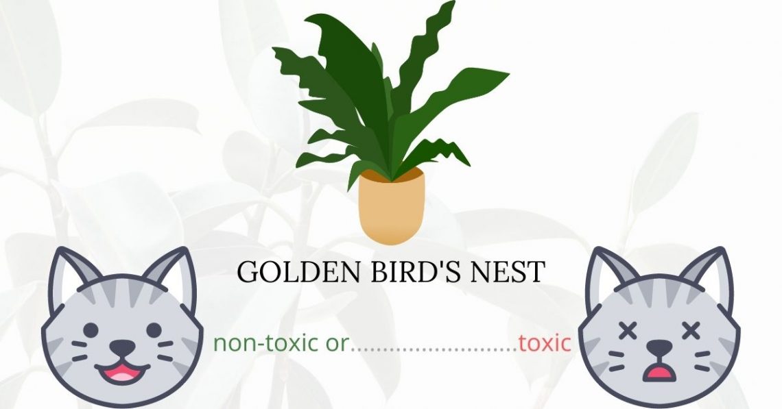 Is Golden Bird’s Nest or Snake Plant Toxic To Cats? 