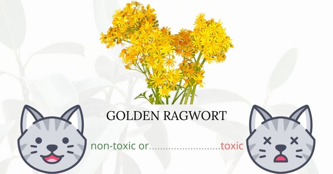 Is Golden Ragwort Toxic To Cats? 