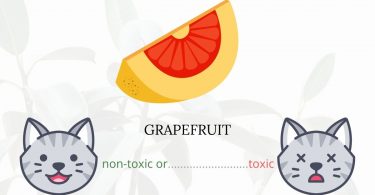 Is Grapefruit Toxic To Cats? 