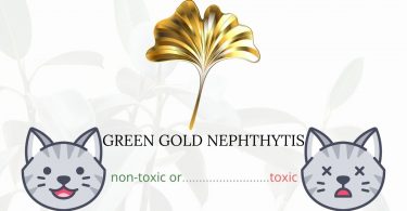Is Green Gold Nephthytis Toxic To Cats? 