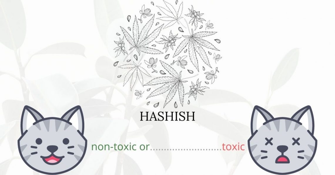 Is Hashish Toxic To Cats? 