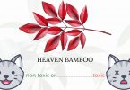 Is Heaven Bamboo or Nandina Toxic To Cats? 
