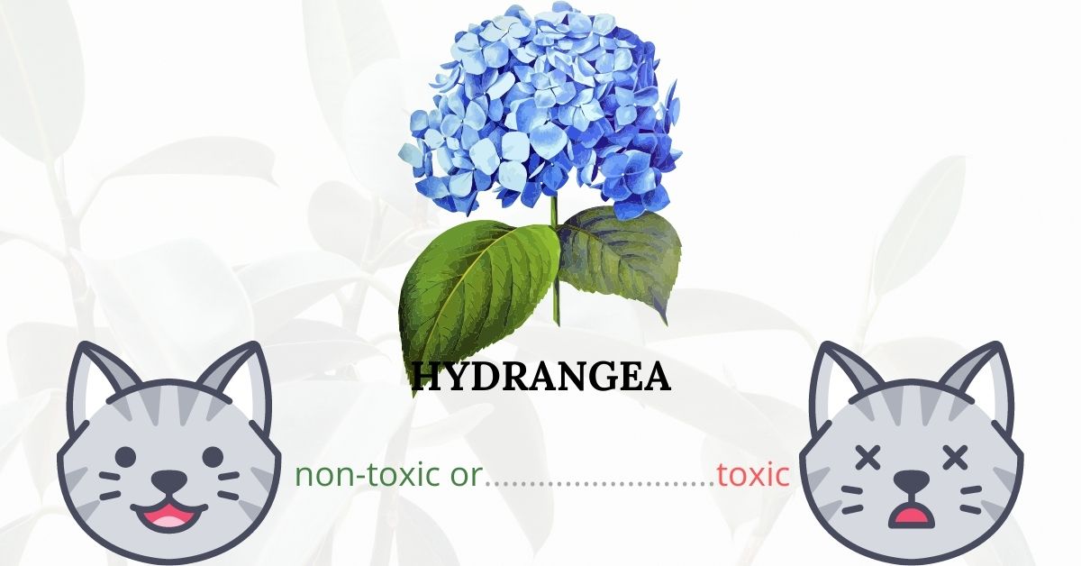 Are Hills of Snow or Hydrangeas Toxic To Cats?