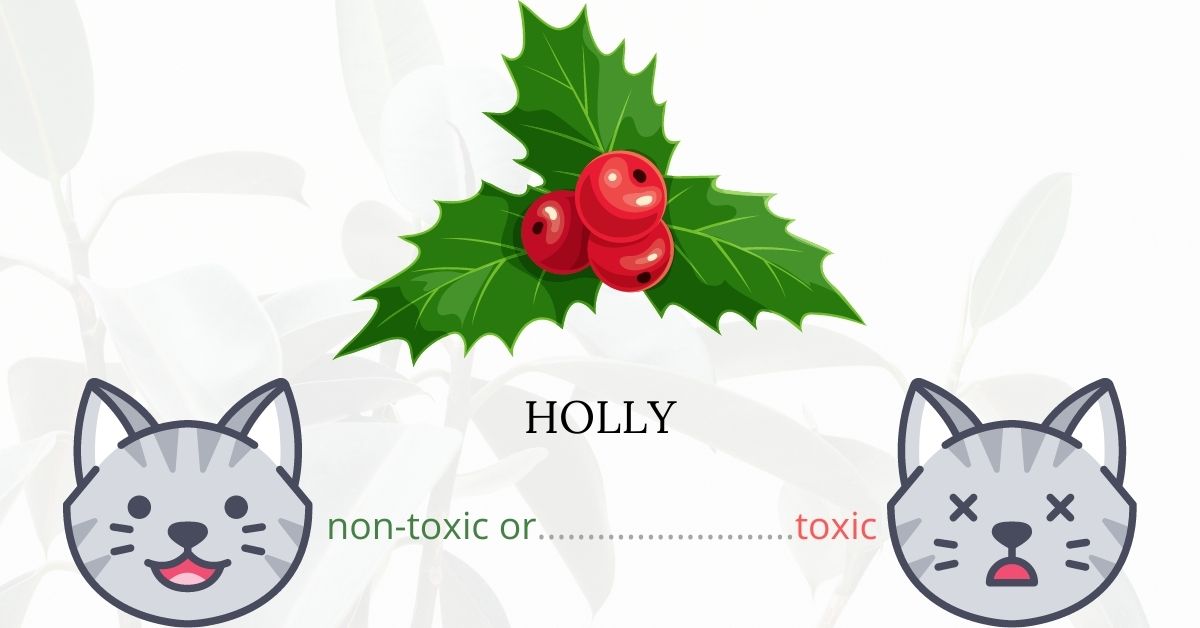 Is Holly Toxic To Cats?