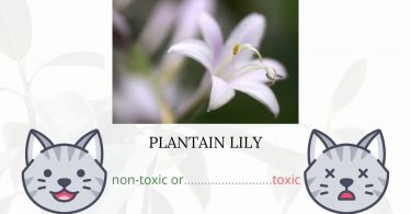 Is Hosta or Plantain Lily Toxic To Cats? 